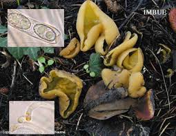 Attēlu rezultāti vaicājumam “Sowerbyella radiculata”