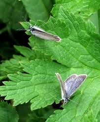 Attēlu rezultāti vaicājumam “Maculinea teleius underside”