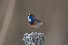 Attēlu rezultāti vaicājumam “Luscinia svecica”