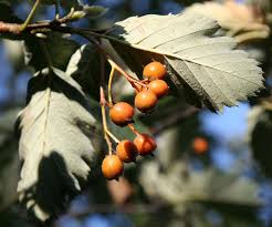 Attēlu rezultāti vaicājumam “Sorbus intermedia”