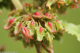 Attēlu rezultāti vaicājumam “Rumex obtusifolius flower”