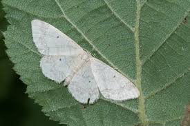 Attēlu rezultāti vaicājumam “Idaea biselata”