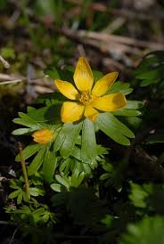 Attēlu rezultāti vaicājumam “Eranthis hyemalis”