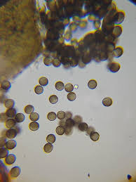 Attēlu rezultāti vaicājumam “Licea minima”