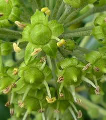 Attēlu rezultāti vaicājumam “Hedera helix  flower”