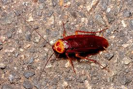 Image result for periplaneta americana