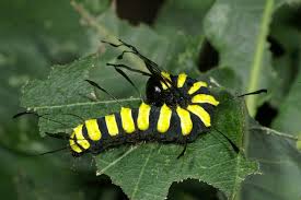 Attēlu rezultāti vaicājumam “Acronicta alni larva”