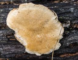 Attēlu rezultāti vaicājumam “Basidioradulum radula”