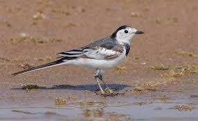 Image result for Motacilla alba