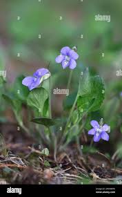 Attēlu rezultāti vaicājumam “Viola rupestris flower”