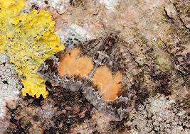 Attēlu rezultāti vaicājumam “Dysstroma truncata”