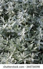 Attēlu rezultāti vaicājumam “Cerastium tomentosum leaf”