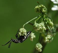 Attēlu rezultāti vaicājumam “Ctenicera pectinicornis male”