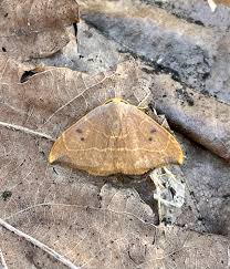 Attēlu rezultāti vaicājumam “Watsonalla binaria”