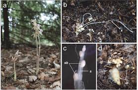 Attēlu rezultāti vaicājumam “Epipogium aphyllum”