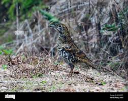 Image result for Zoothera dauma