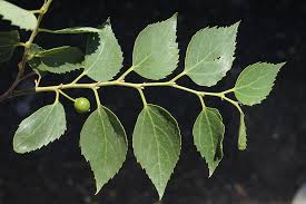 Attēlu rezultāti vaicājumam “Cannabaceae”