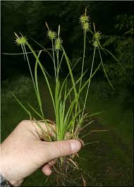 Attēlu rezultāti vaicājumam “Carex flava”