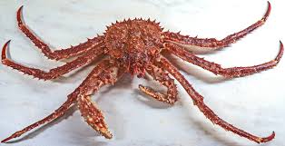 Image result for Lithodes maja