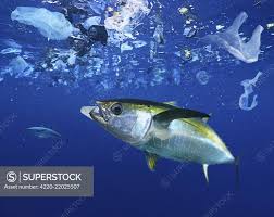 Image result for Thunnus albacares