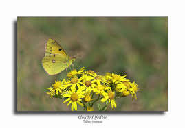 Attēlu rezultāti vaicājumam “Colias croceus”
