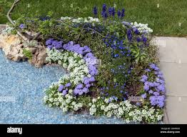 Image result for Lobelien