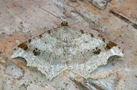 Attēlu rezultāti vaicājumam “Macaria alternata”