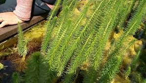 Attēlu rezultāti vaicājumam “Hippuris vulgaris leaf”