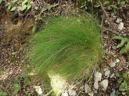 Attēlu rezultāti vaicājumam “Festuca rubra subsp. rubra fruit”