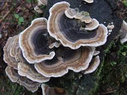 Attēlu rezultāti vaicājumam “Trametes ochracea”