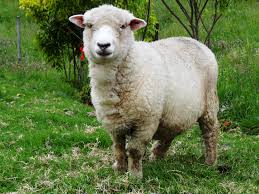 Attēlu rezultāti vaicājumam “Ovis aries juvenile”