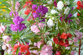 Image result for Impatiens balsamina