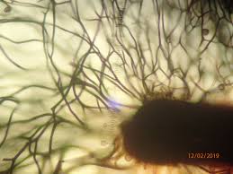 Attēlu rezultāti vaicājumam “Lamproderma nigrescens”