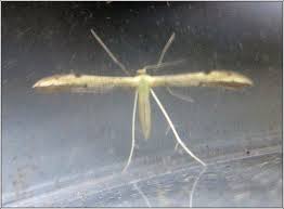 Attēlu rezultāti vaicājumam “Adaina microdactyla”