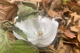Attēlu rezultāti vaicājumam “Frost Flowers”