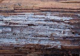 Attēlu rezultāti vaicājumam “Basidiodendron”