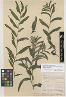 Attēlu rezultāti vaicājumam “Potamogeton praelongus”