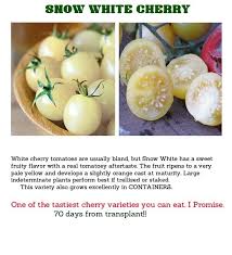 Afbeeldingsresultaat voor hawaiian white cherry tomato