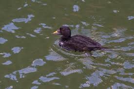 Attēlu rezultāti vaicājumam “Melanitta nigra male”