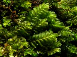 Attēlu rezultāti vaicājumam “Plagiochila porelloides”