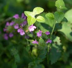 Attēlu rezultāti vaicājumam “Clinopodium vulgare”