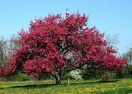 Attēlu rezultāti vaicājumam “Malus purpurea”