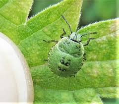 Attēlu rezultāti vaicājumam “Palomena prasina nymph”