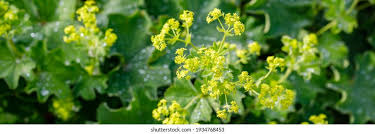Attēlu rezultāti vaicājumam “Alchemilla vulgaris aggr. flower”