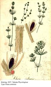 Attēlu rezultāti vaicājumam “Chara contraria”