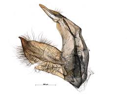 Attēlu rezultāti vaicājumam “Crambus silvella”