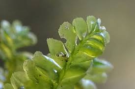 Attēlu rezultāti vaicājumam “Plagiochila asplenioides”