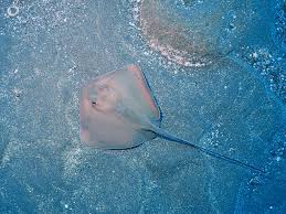 Image result for Hypanus longus