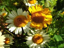 Image result for Färberkamille