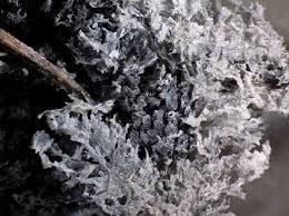 Attēlu rezultāti vaicājumam “Didymium spongiosum”